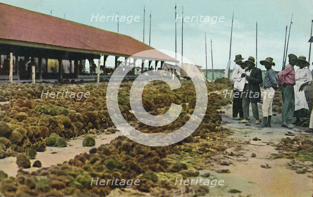 'Sponge Market, Nassau, Bahamas', 1930s. Creator: Unknown.