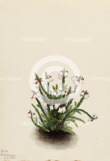 Rocky Mountain Cassiope (Cassiope mertensiana), 1924. Creator: Mary Vaux Walcott.