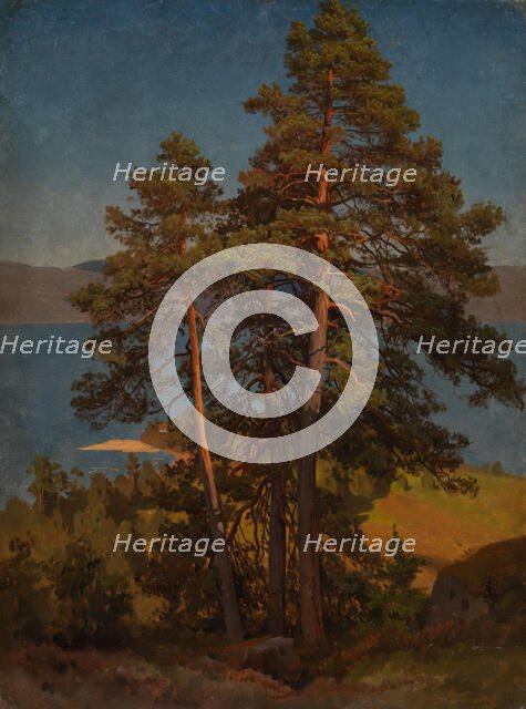 Pinetrees, probably 1850. Creator: Herman August Cappelen.