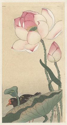 Moorhen with Lotus Flowers, Between 1910 and 1920. Creator: Ohara, Koson (1877-1945).