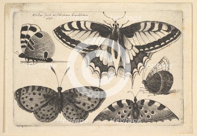 Five Butterflies, 1646. Creator: Wenceslaus Hollar.
