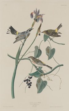 Yellow-crown Warbler, 1832. Creator: Robert Havell.