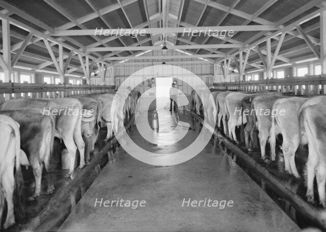 Mineral King Cooperative Association, FSA, Tulare County, California, 1939. Creator: Dorothea Lange.
