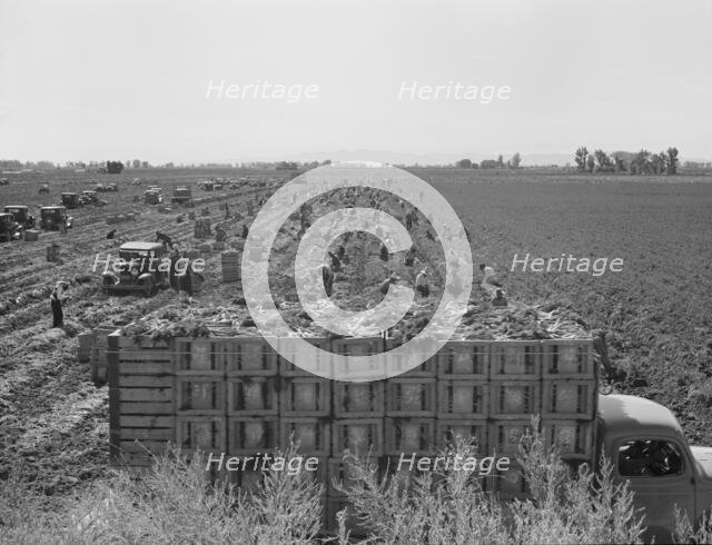 Large scale agriculture, near Meloland, Imperial Valley, 1939. Creator: Dorothea Lange.