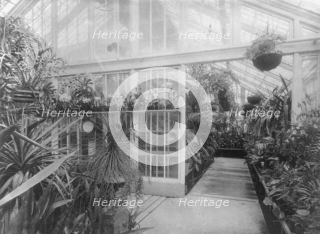 White House orchids, between 1889 and 1906. Creator: Frances Benjamin Johnston.