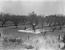 Harvesting on almond ranch, local day labor, near Walnut Creek, Contra Costa County, 1939. Creator: Dorothea Lange.
