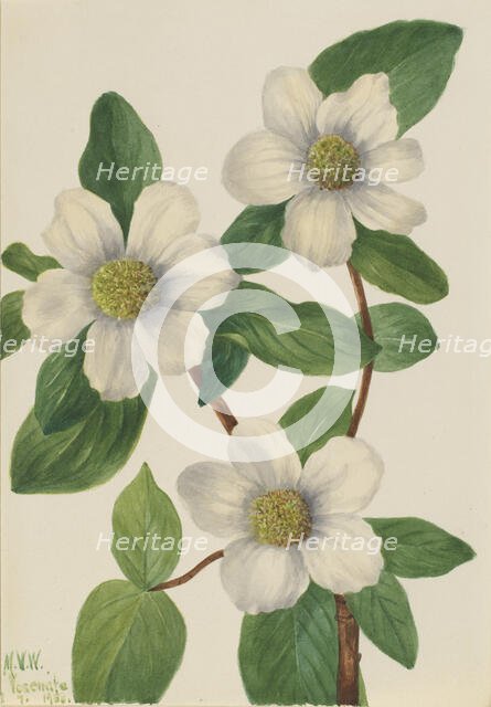 Pacific Dogwood (Cornus nuttallii), 1933. Creator: Mary Vaux Walcott.