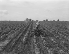 Tractor in cotton, near Corsicana, Texas, 1937. Creator: Dorothea Lange.