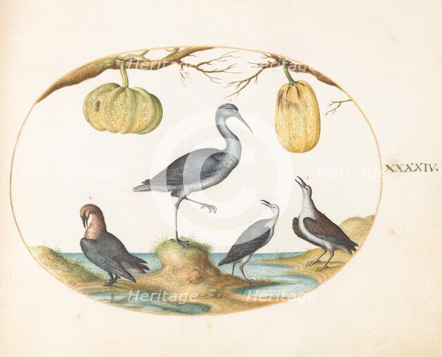 Animalia Volatilia et Amphibia (Aier): Plate XLIV, c. 1575/1580. Creator: Joris Hoefnagel.