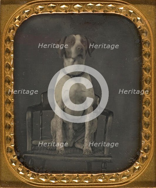 Dog Posing for Portrait in Photographer's Studio Chair, ca. 1855. Creator: Rufus Anson.