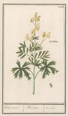 Yellow Aconite (Aconitum vulparia), 1596-1610. Creators: Anselmus de Boodt, Elias Verhulst.