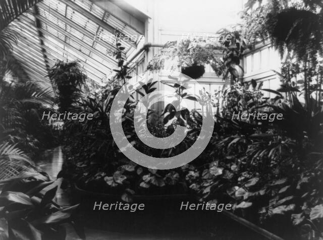 White House, Conservatory, 1889. Creator: Frances Benjamin Johnston.