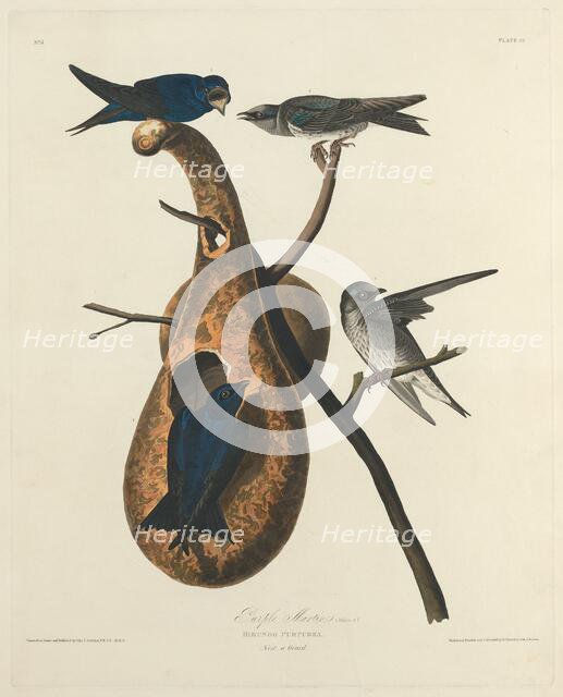 Purple Martin, 1827. Creator: Robert Havell.