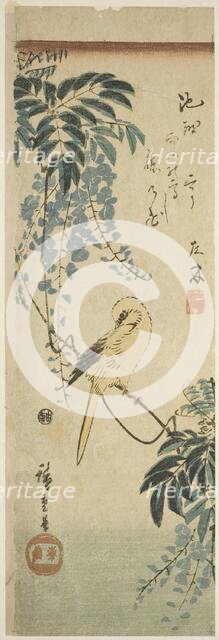 Canary and wisteria, c. 1843/47. Creator: Ando Hiroshige.