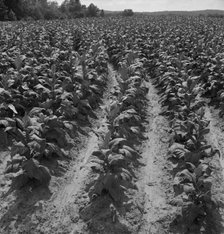 Tobacco field of Negro sharecropper, Wake County, North Carolina, 1939. Creator: Dorothea Lange.