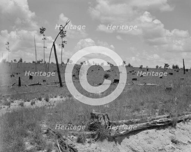 Cut-over long leaf yellow pine forest, Mississippi, 1937. Creator: Dorothea Lange.