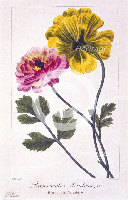 Persian Buttercup, pub. 1836.  Creator: Panacre Bessa (1772-1846).