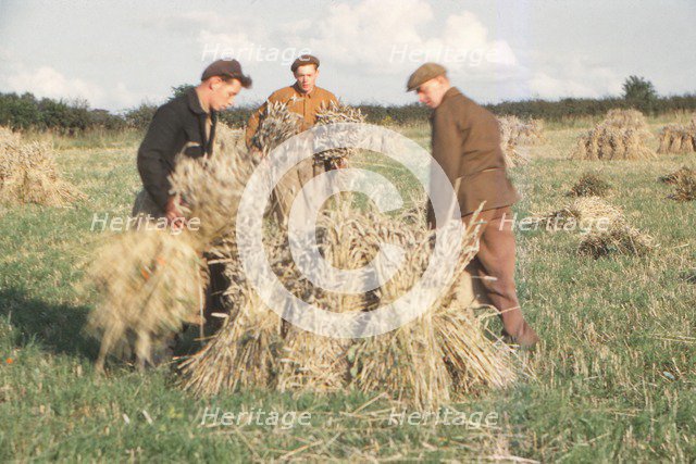 Stooking Corn Wheat in August, Yorkshire, c1960. Artist: CM Dixon.
