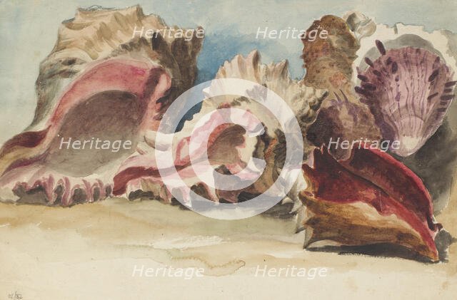 A group of conch shells, c1770-1810. Creator: Philip Reinagle.