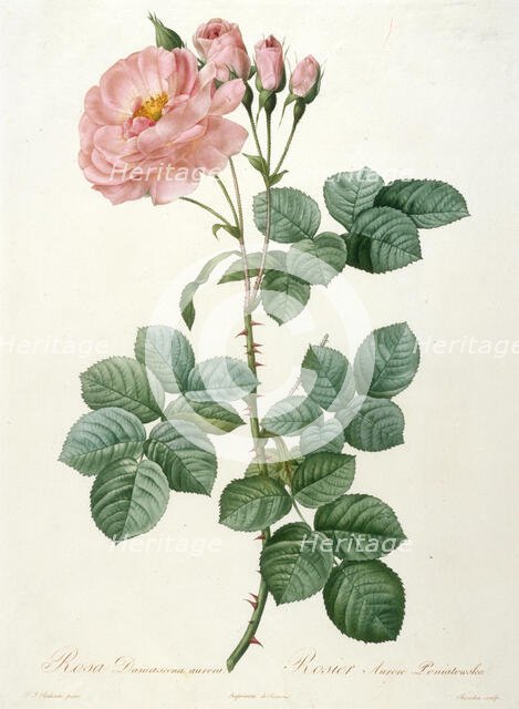Rosa Damascena aurora, Rosier Aurore Poniatowska (From La Couronne de roses), 1817-1824. Creator: Redouté, Pierre-Joseph (1759-1840).