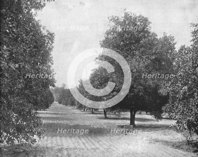 Orange Grove, Seville, Florida, USA, c1900. Creator: Unknown.