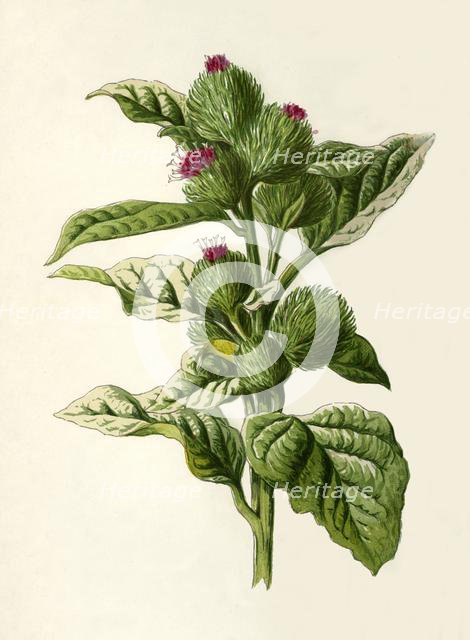 'Burdock', 1877. Creator: Frederick Edward Hulme.
