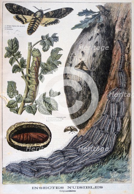 Harmful crepuscular insects, 1897. Creators: F Meaulle, A Clement.
