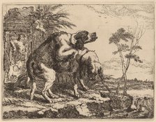 Two Dogs Copulating, probably c. 1640/1642. Creator: Jan Fyt.