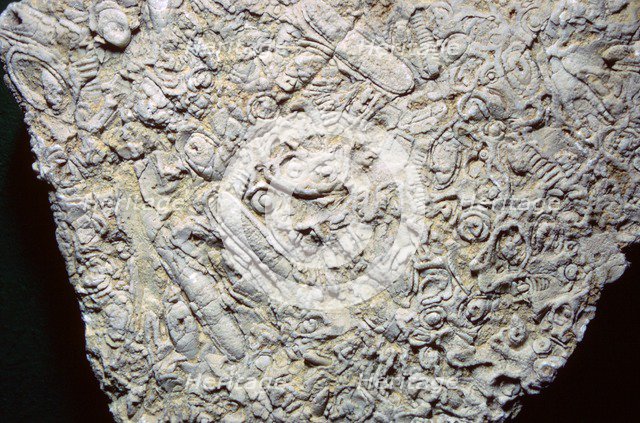 Fossil shells in limestone. Artist: Unknown