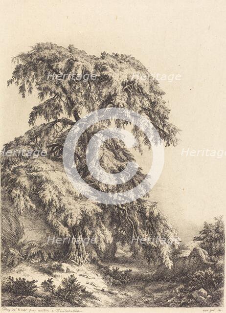 Juniper Tree, 1840. Creator: Eugene Blery.