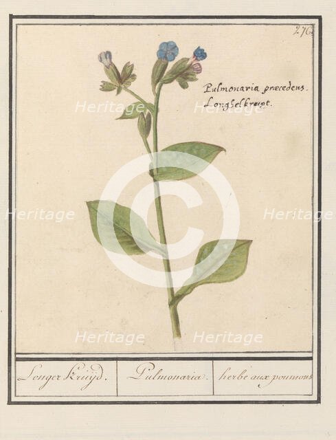 Spotted Lungwort (Pulmonaria officinalis), 1596-1610. Creators: Anselmus de Boodt, Elias Verhulst.