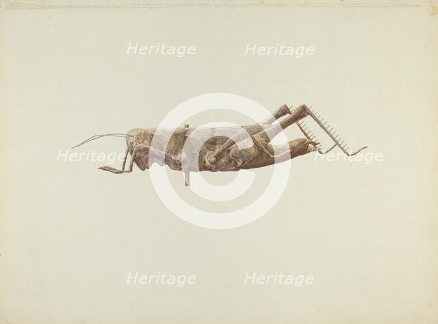 Grasshopper Weather Vane, c. 1936. Creator: Joseph Goldberg.