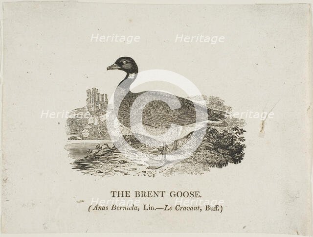 Brent Goose, n.d. Creator: Thomas Bewick.