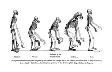 Skeletons of the Gibbon, Orang, Chimpanzee, Gorilla, Man, 1863.  Creator: Unknown.