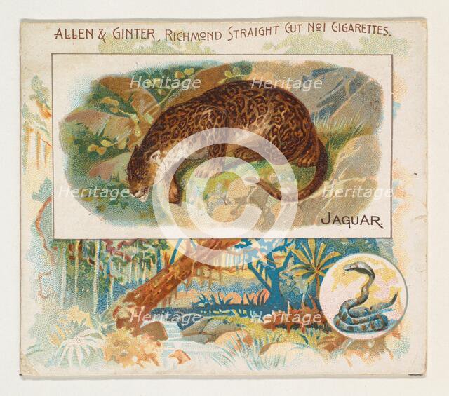 Jaguar, from Quadrupeds series (N41) for Allen & Ginter Cigarettes, 1890. Creator: Allen & Ginter.