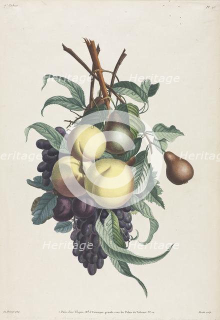 Collection des fleurs et des fruits: Branches de rousselet, pêche, prune et raisin, 1805. Creator: Jean Louis Prévost.