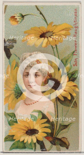 Sunflower: Haughtiness, from the series Floral Beauties and Language of Flowers (N75) for ..., 1892. Creator: Donaldson Brothers.