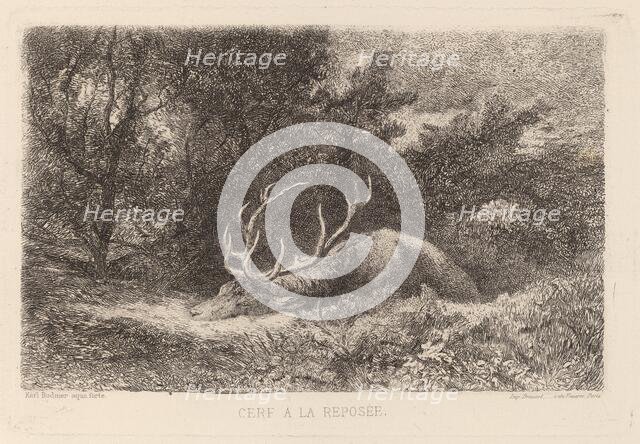 Cerf a la Reposee. Creator: Karl Bodmer.