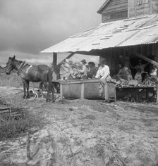 Sorting and stringing the "golden leaf" at the tobacco barn, near Hartsville, South Carolina, 1938. Creator: Dorothea Lange.