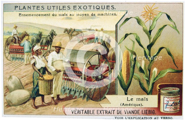 Maize, c1900. Artist: Unknown