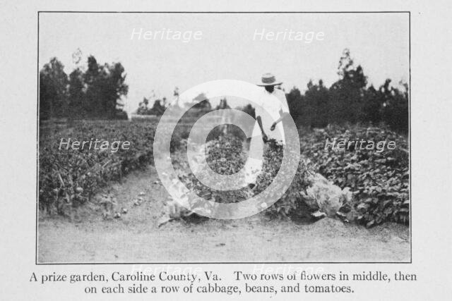 A prize garden, Caroline County, Va., 1915. Creator: Unknown.