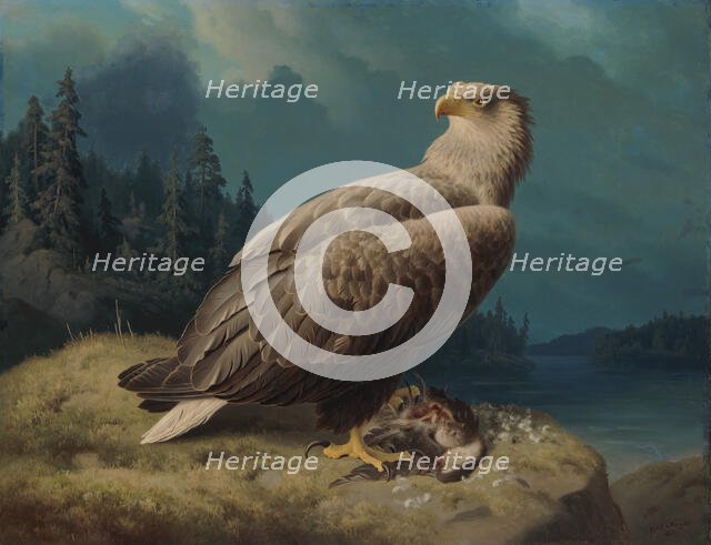 Old White-Tailed Sea Eagle, 1871. Creator: Ferdinand von Wright.