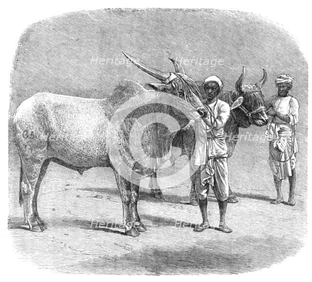 Agricultural Exhibition at Roorkee, North-West Provinces of India: prize field-bullocks, 1864. Creator: Unknown.