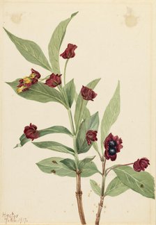 Bearberry Honeysuckle (Lonicera involucrata), 1917. Creator: Mary Vaux Walcott.