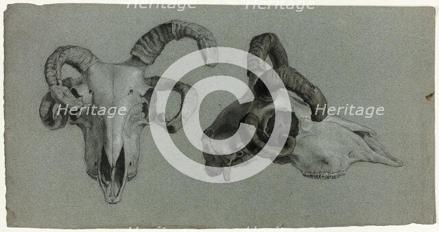 Rams' Skulls, n.d. Creator: George Hayter.