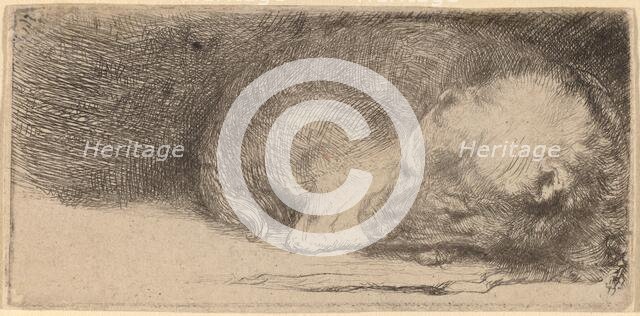 Sleeping Puppy, c. 1640. Creator: Rembrandt Harmensz van Rijn.