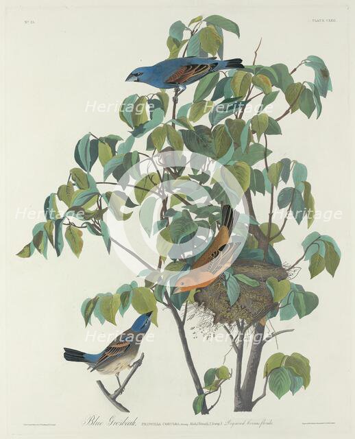 Blue Grosbeak, 1831. Creator: Robert Havell.