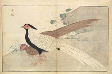 Illustration from "Pictures of Imported Birds", 1790. Creator: Kitao, Masayoshi (1764-1824).