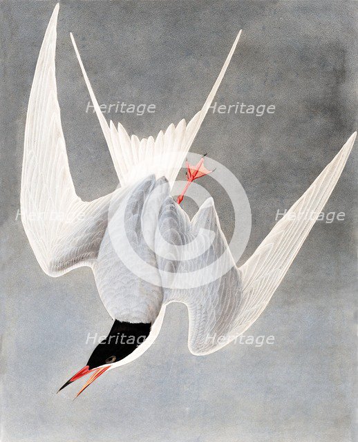 Great Tern, Sterna Hirundo, 1845.