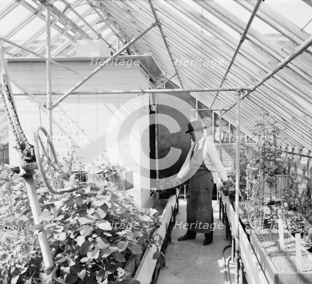 Dept. of Agriculture, between 1910 and 1920. Creator: Harris & Ewing.